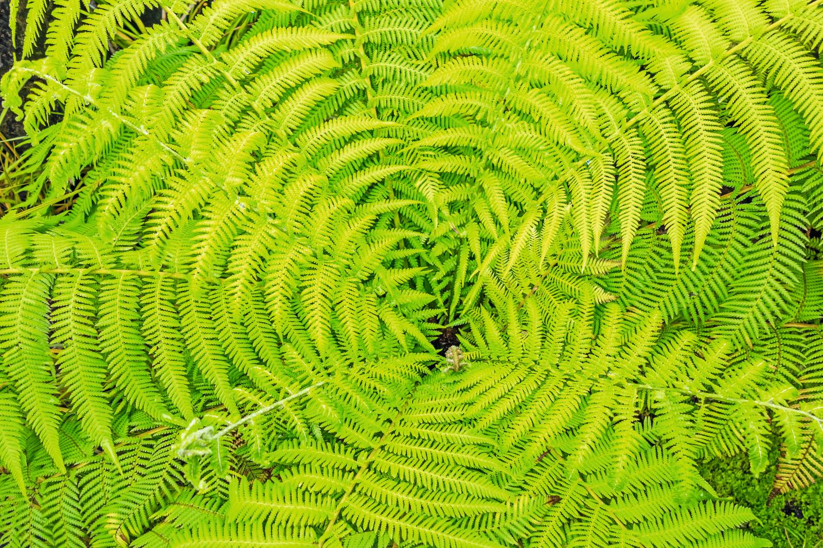 fresh green fern leaves