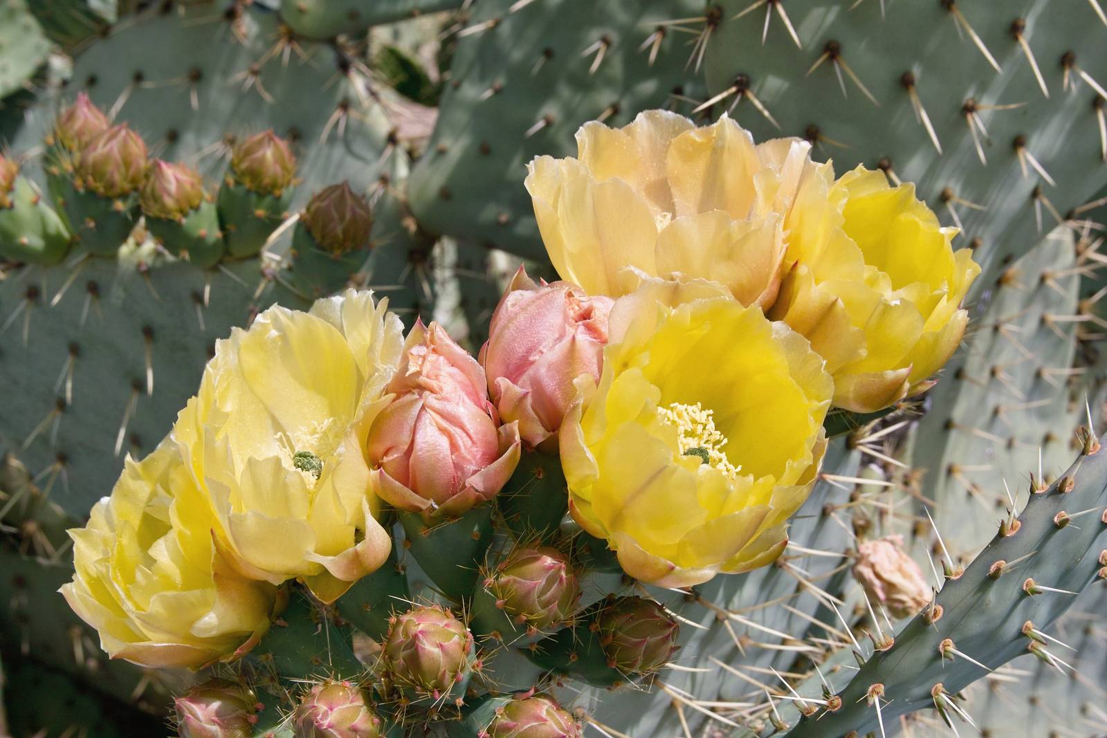 I fiori del fico d'India hanno un colore giallo pastello, e sbocciano in primavera. I fiori del fico d'India hanno un colore giallo pastello, e sbocciano in primavera.