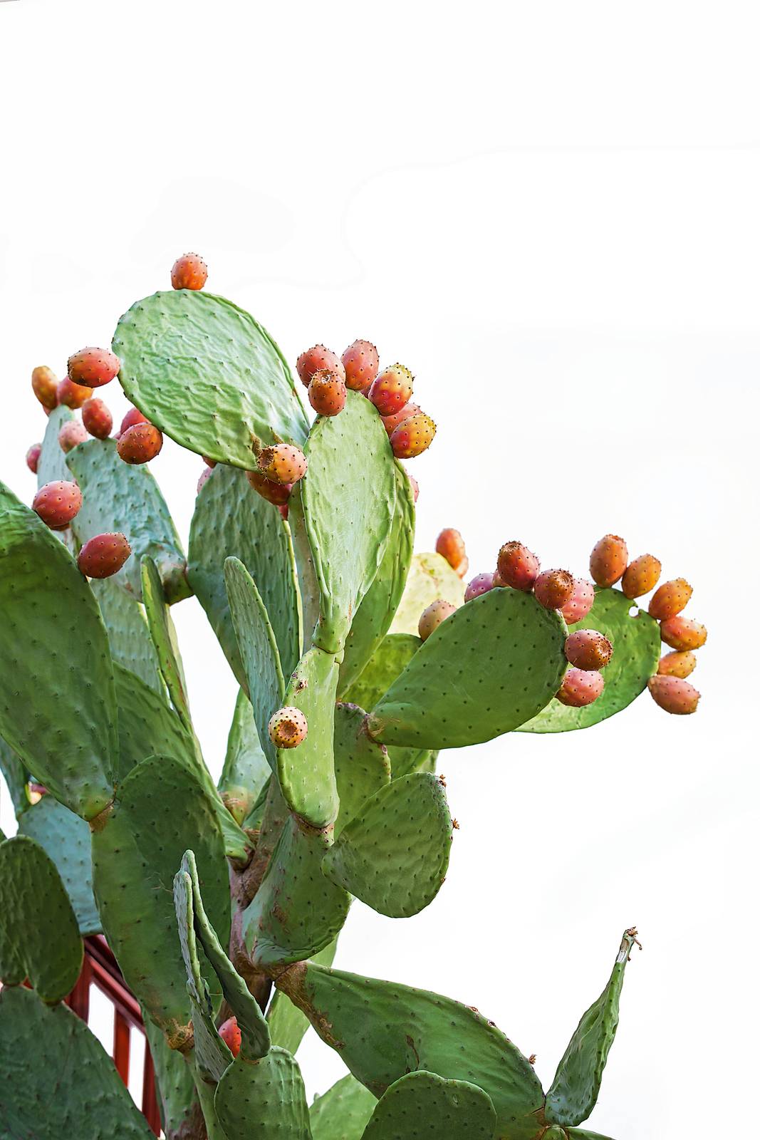 Grande luminosità, caldo e sole diretto sono indispensabili per far fruttificare il fico d'India. Grande luminosità, caldo e sole diretto sono indispensabili per far fruttificare il fico d'India.