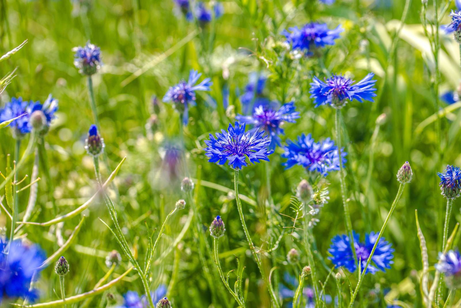 Il fiordaliso ha proprietà officinali, oltre che ornamentali. Il fiordaliso ha proprietà officinali, oltre che ornamentali.