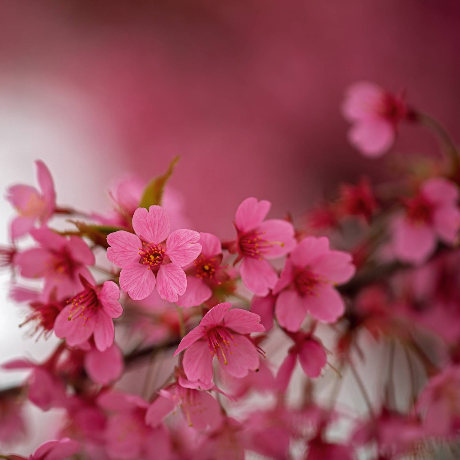 Fioritura del prunus "Kursar".