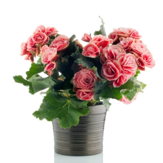 Pink begonia plant in a dark flowerpot on white background. Pink begonia plant in a dark flowerpot on white background.