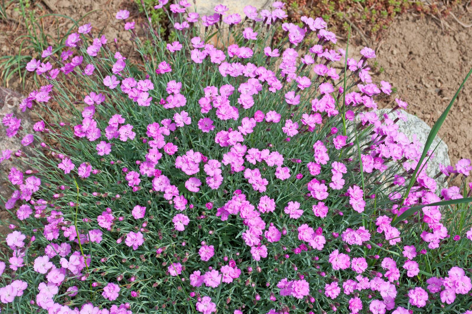 Cespuglio di dianthus plumarius o garofano piumoso. Cespuglio di dianthus plumarius o garofano piumoso.