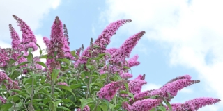 Buddleja o albero delle farfalle