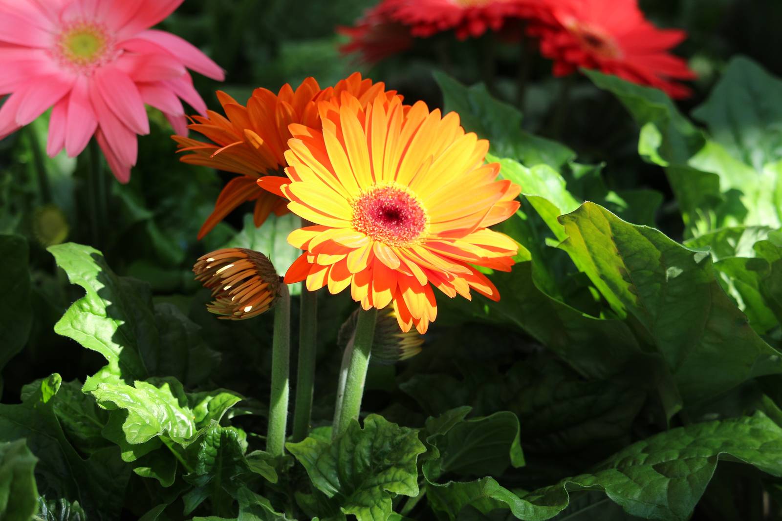 Per i suoi colori accesi e l'aspetto allegro, la gerbera è un vero inno all'estate! Per i suoi colori accesi e l'aspetto allegro, la gerbera è un vero inno all'estate!