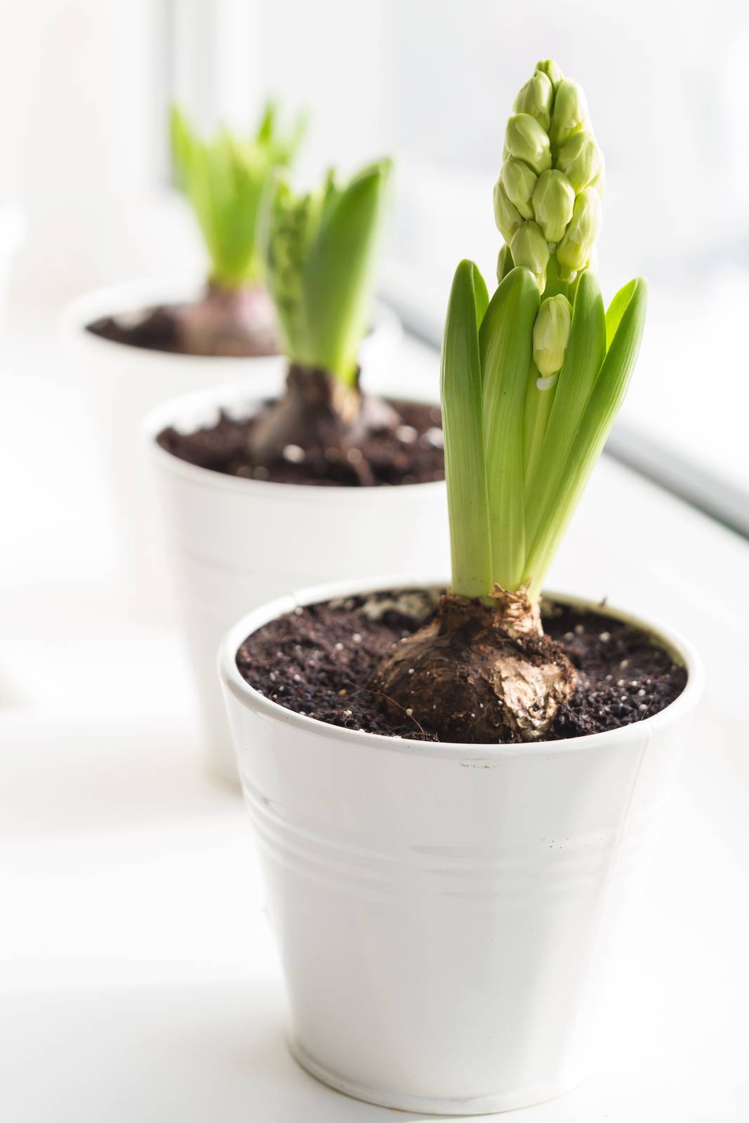 Il giacinto è una bulbosa perenne che ben si presta alla coltivazione in vaso. Il giacinto è una bulbosa perenne che ben si presta alla coltivazione in vaso.