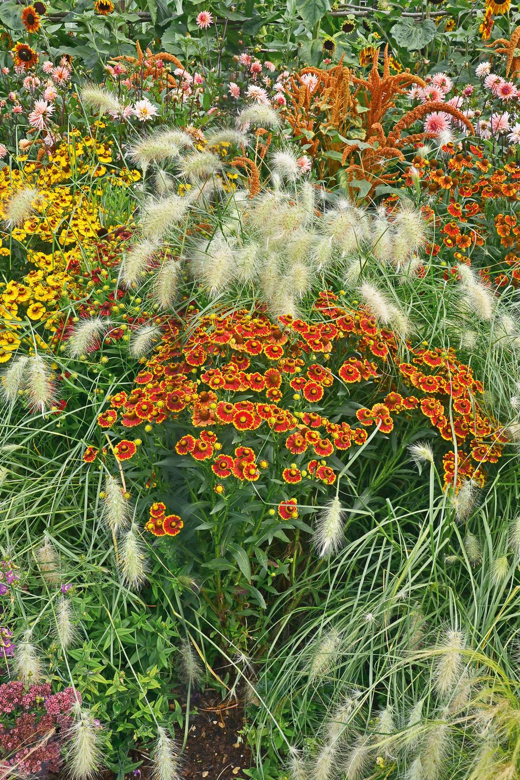 Gli helenium si coltivano in aiuole assolate e fioriscono durante il periodo tardo estivo-autunnale. Gli helenium si coltivano in aiuole assolate e fioriscono durante il periodo tardo estivo-autunnale.