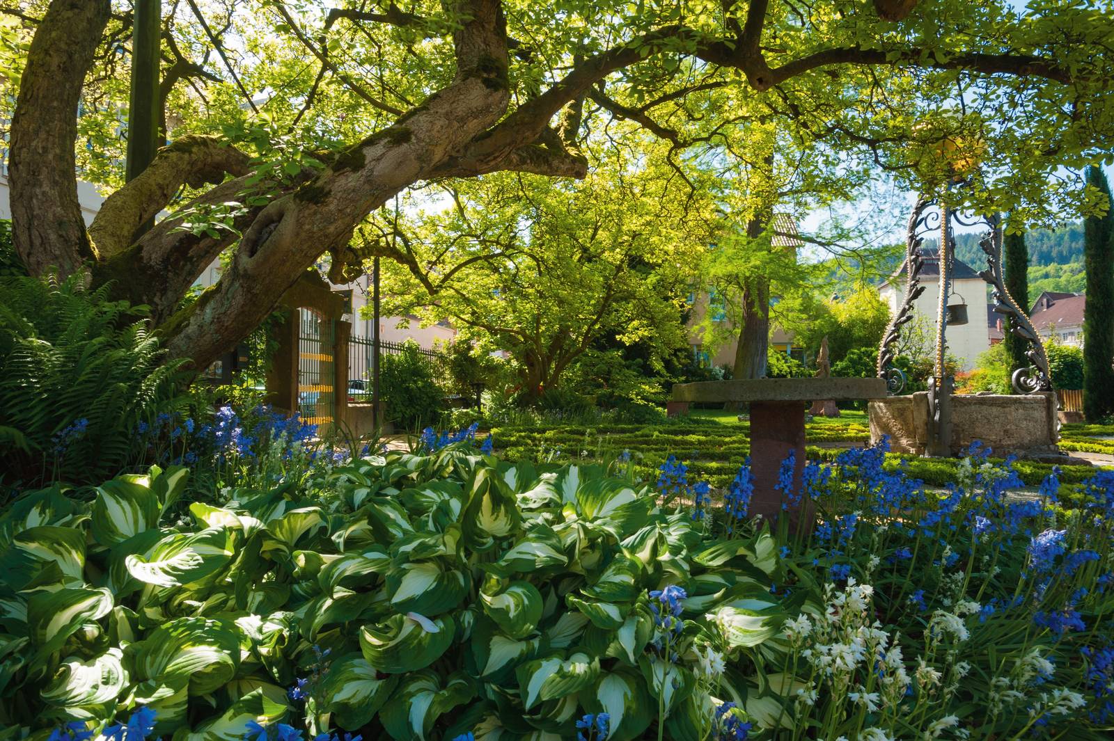 Le hosta vanno rigorosamente poste in ombra; il sole diretto può irraggiarle solo nelle ore meno calde della giornata e nei mesi più freddi. Le hosta vanno rigorosamente poste in ombra; il sole diretto può irraggiarle solo nelle ore meno calde della giornata e nei mesi più freddi.