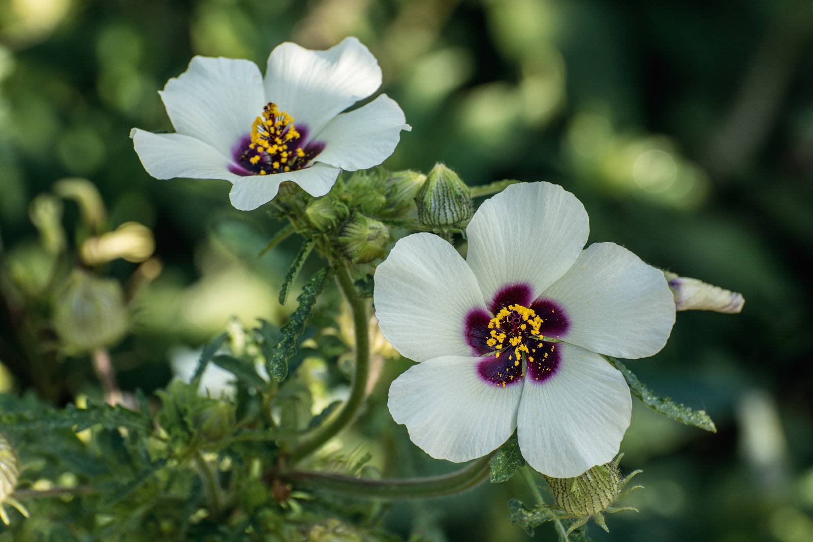 Hibiscus trionum o ibisco vescicoso.