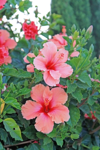 Hibiscus rosa sinensis.