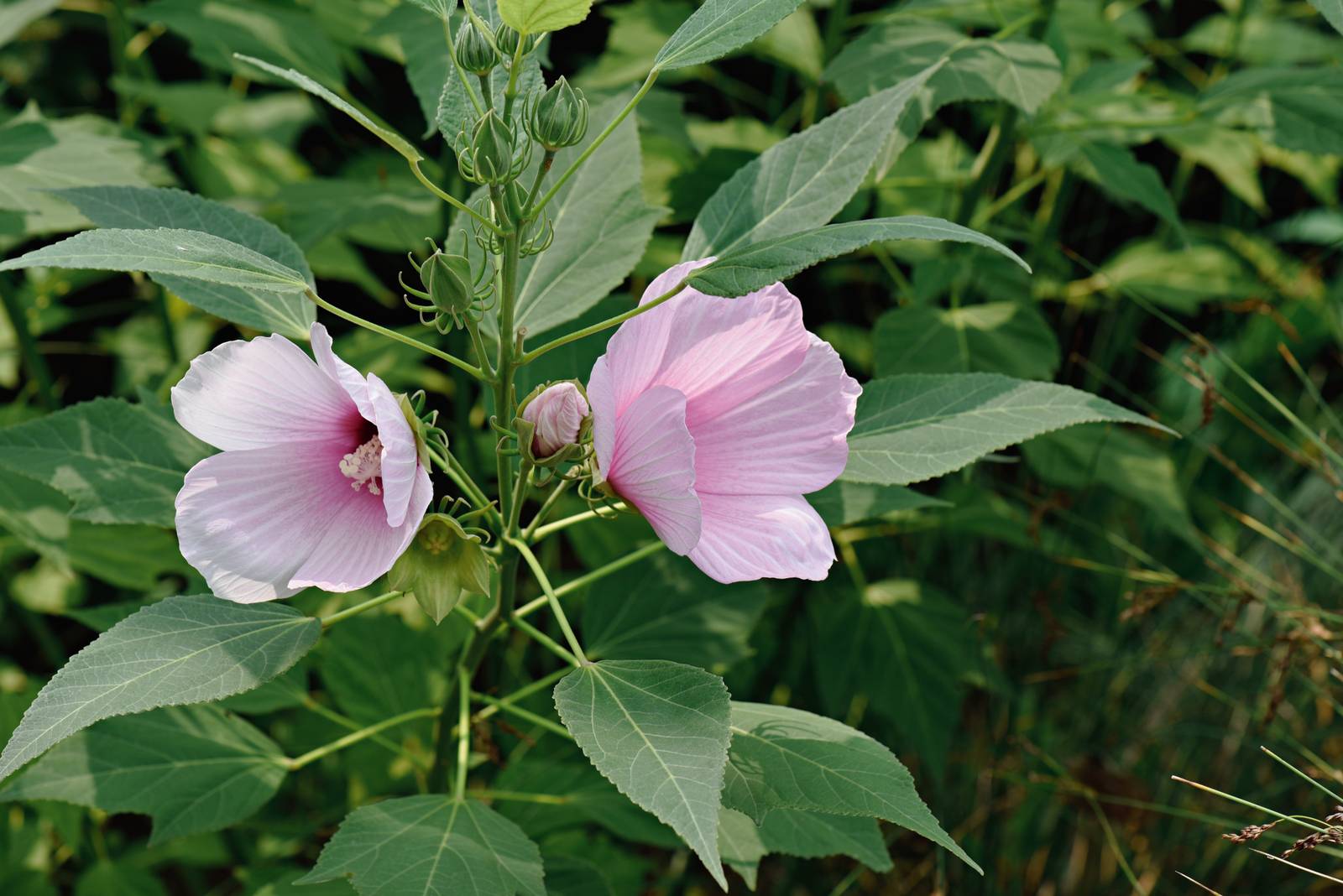 Hibiscus moscheutos, ibisco perenne e rustico dai fiori appariscenti.