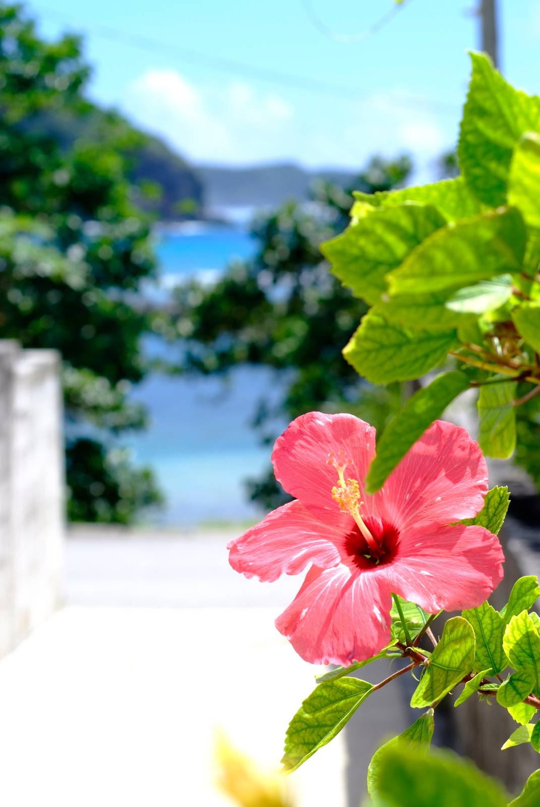 Oltre ai fiori, anche le foglie di ibisco sono particolarmente attraenti: palmate, di un bel colore verde intenso.