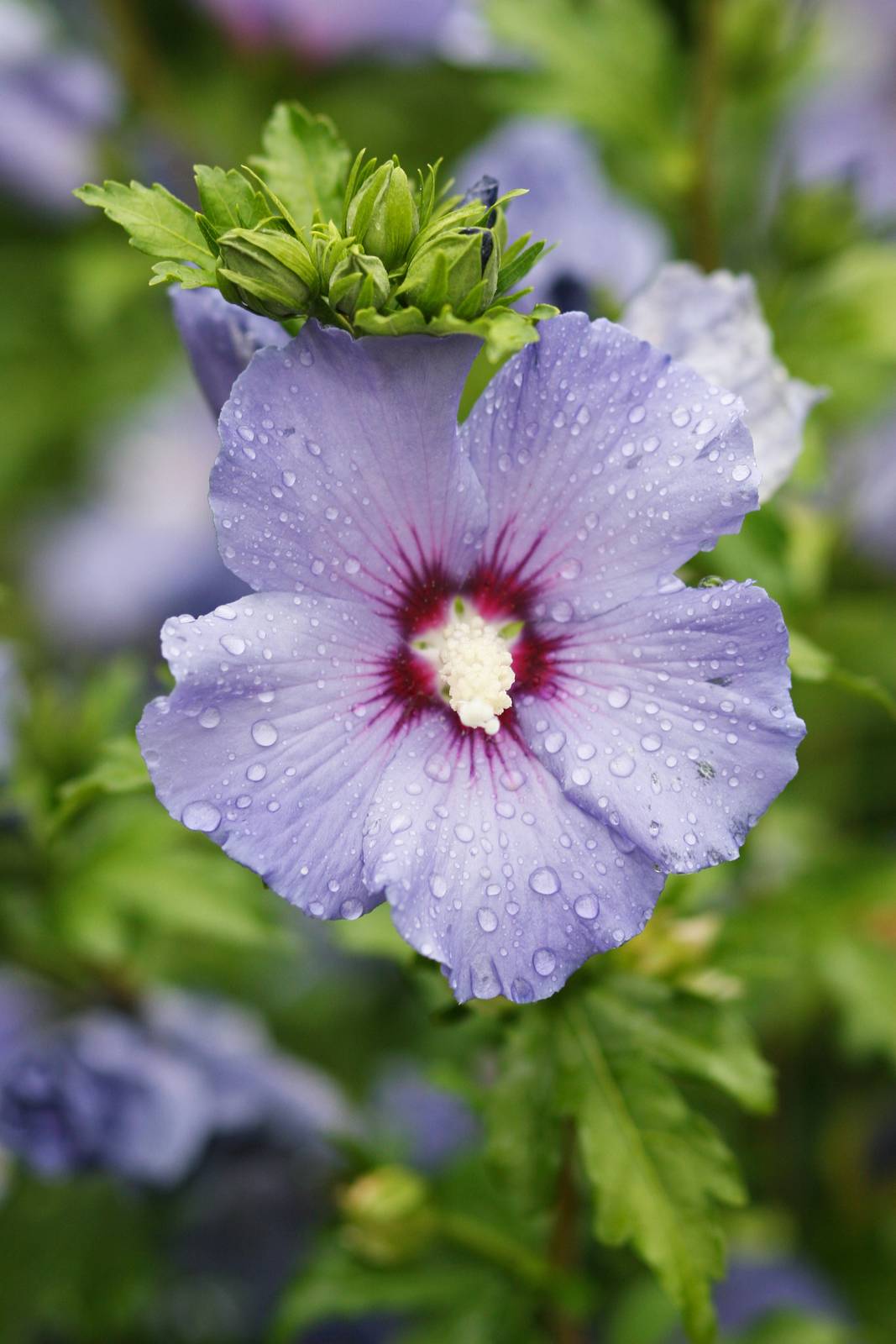 Hibiscus syriacus o ibisco cinese.