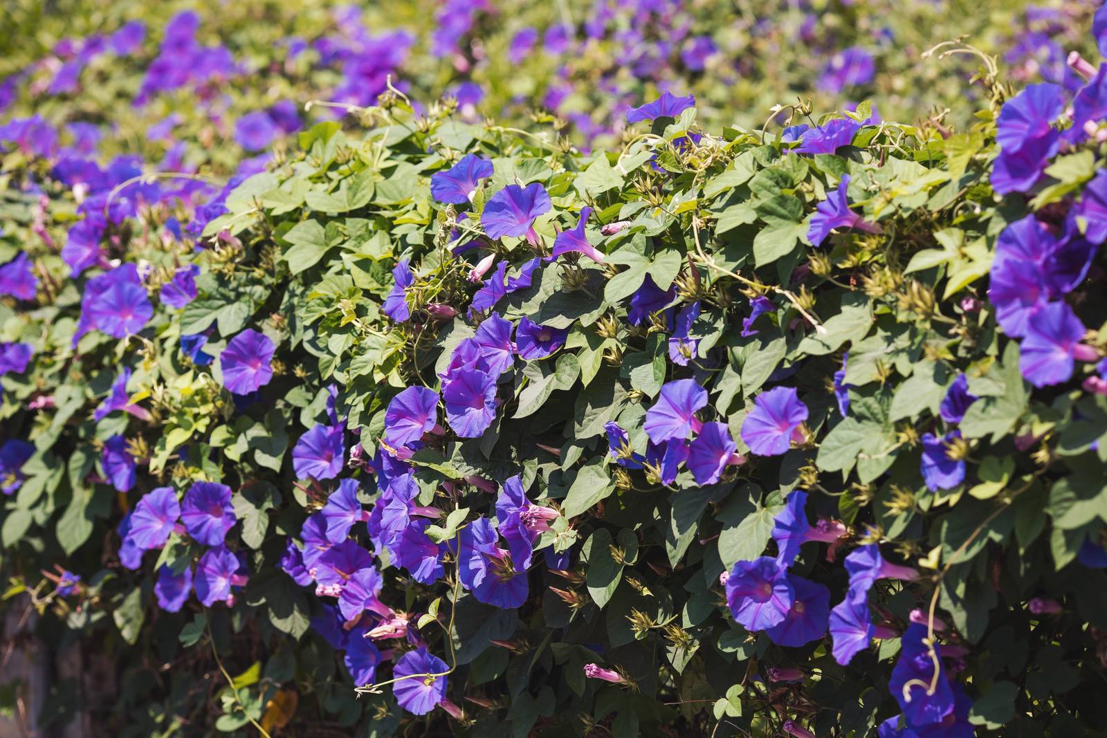 La campanella ha una fioritura tipicamente estiva. La campanella ha una fioritura tipicamente estiva.