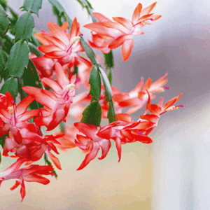 Epiphyllum gloria è un cactus fiorifero molto particolare, ma poco diffuso nel nostro Paese. Epiphyllum gloria è un cactus fiorifero molto particolare, ma poco diffuso nel nostro Paese.