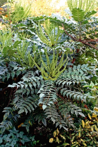 Mahonia