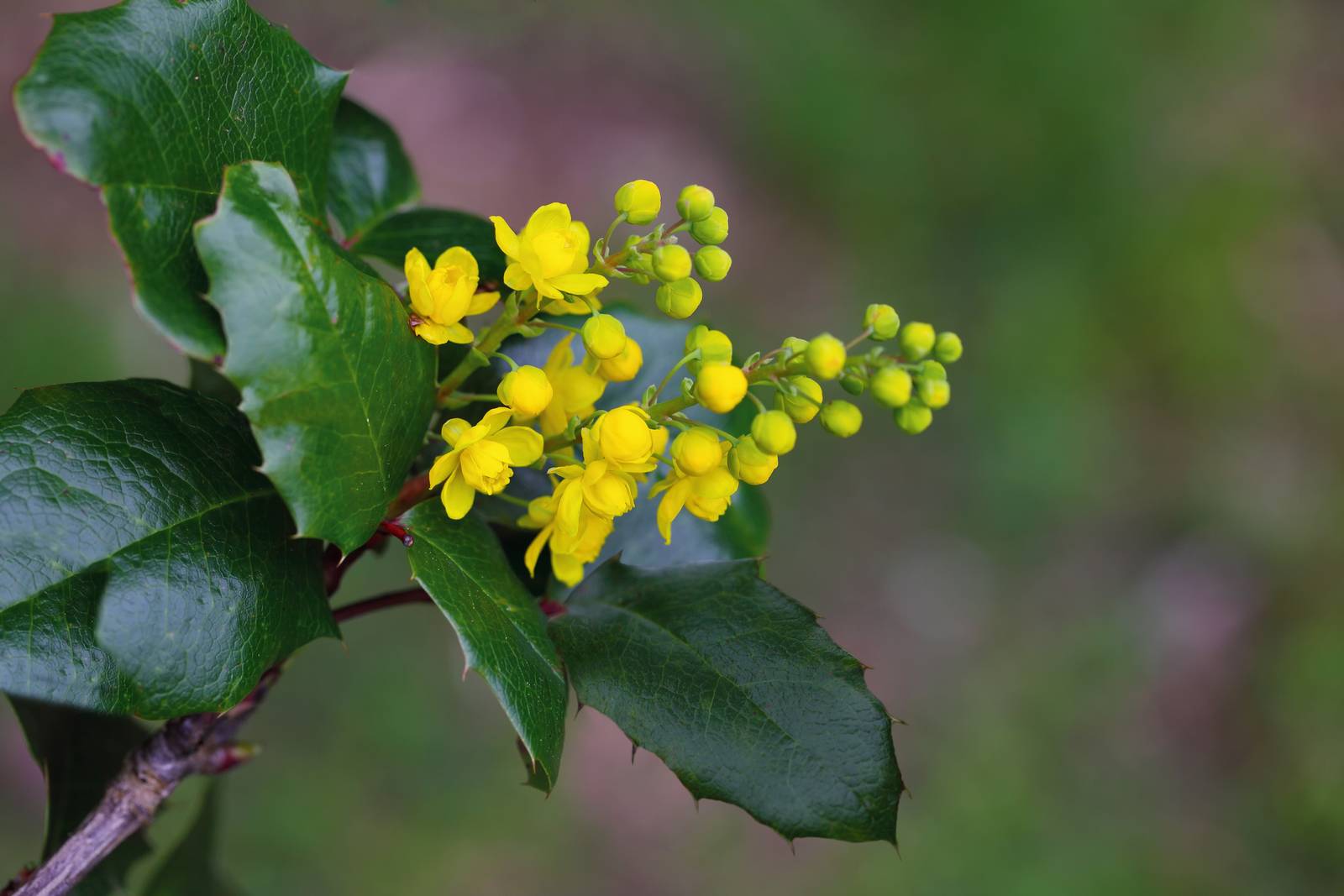 La mahonia produce nel periodo invernale infiorescenze di colore giallo carico. La mahonia produce nel periodo invernale infiorescenze di colore giallo carico.