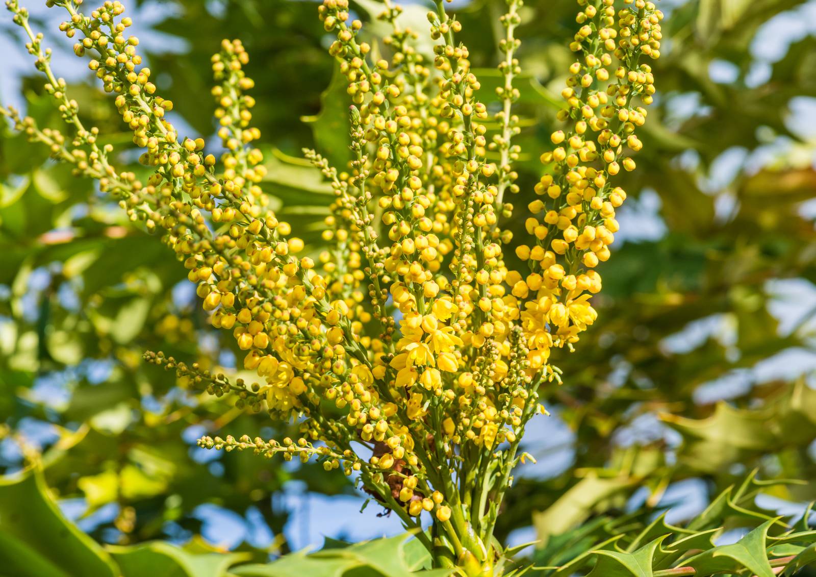 La mahonia produce piccoli fiori gialli a spiga, che poi si tramutano in bacche commestibili. La mahonia produce piccoli fiori gialli a spiga, che poi si tramutano in bacche commestibili.