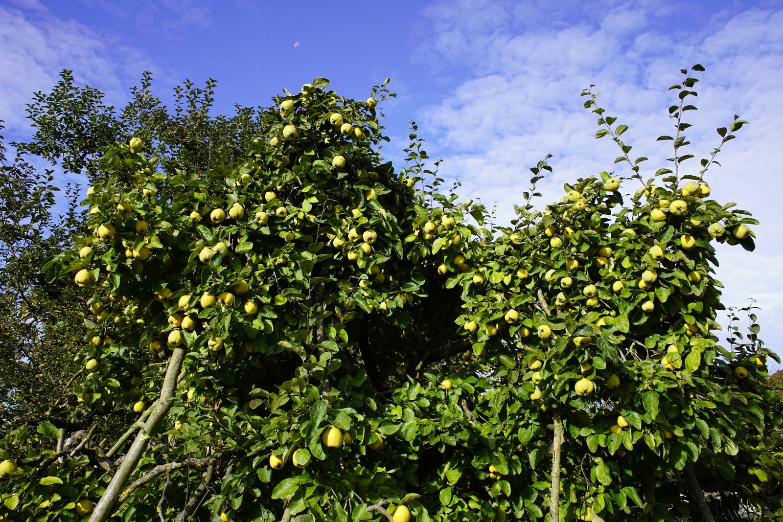 Il cotogno fiorisce in primavera e fruttifica verso fine estate-inizio autunno. Il cotogno fiorisce in primavera e fruttifica verso fine estate-inizio autunno.