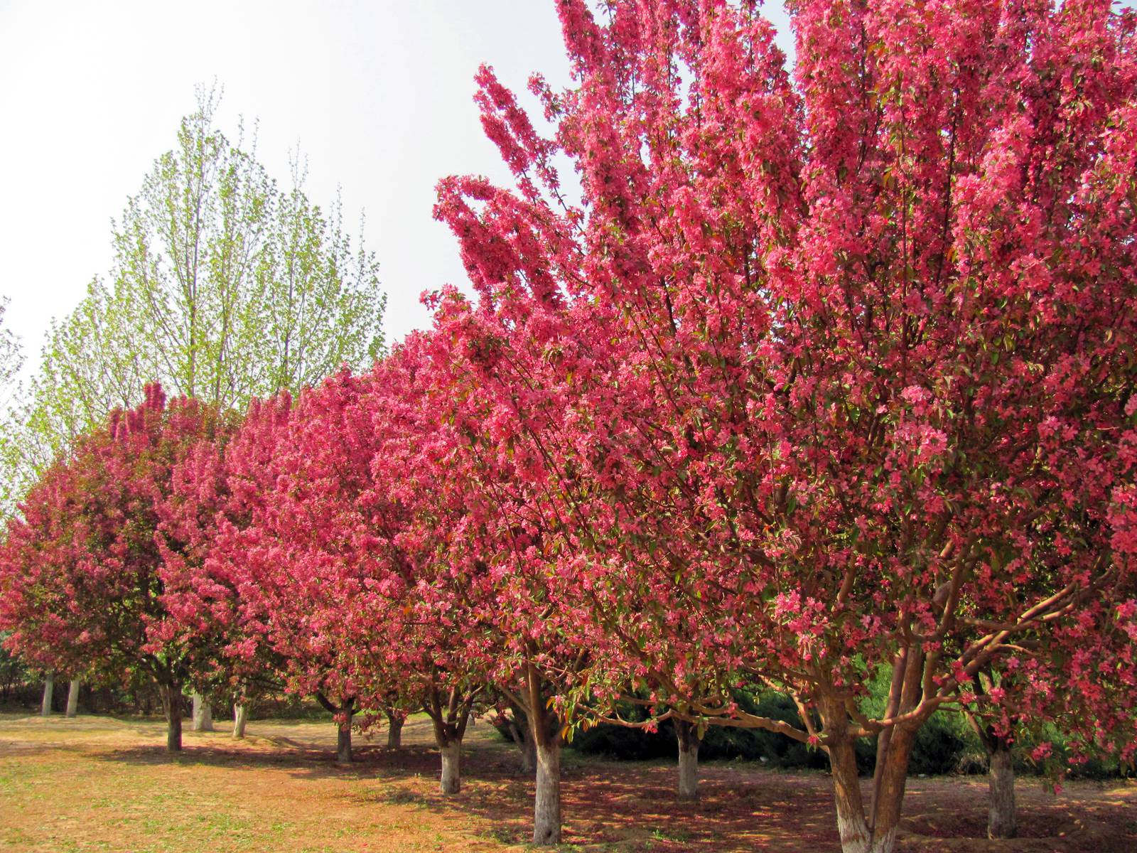 Uno splendido viale di meli da fiore: le piante producono un'ombra fresca e piacevole. Uno splendido viale di meli da fiore: le piante producono un'ombra fresca e piacevole.