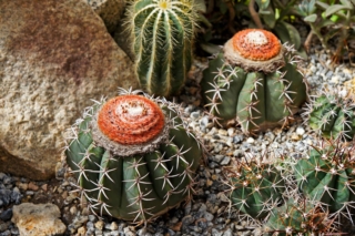 Abbinato ad altre cactacee, il melocactus può dar vita a un piccolo giardino di succulente. Abbinato ad altre cactacee, il melocactus può dar vita a un piccolo giardino di succulente.