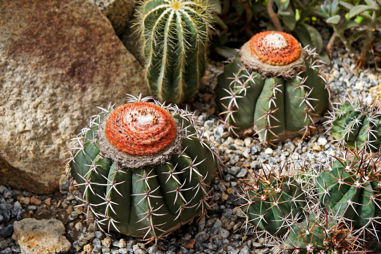Abbinato ad altre cactacee, il melocactus può dar vita a un piccolo giardino di succulente. Abbinato ad altre cactacee, il melocactus può dar vita a un piccolo giardino di succulente.