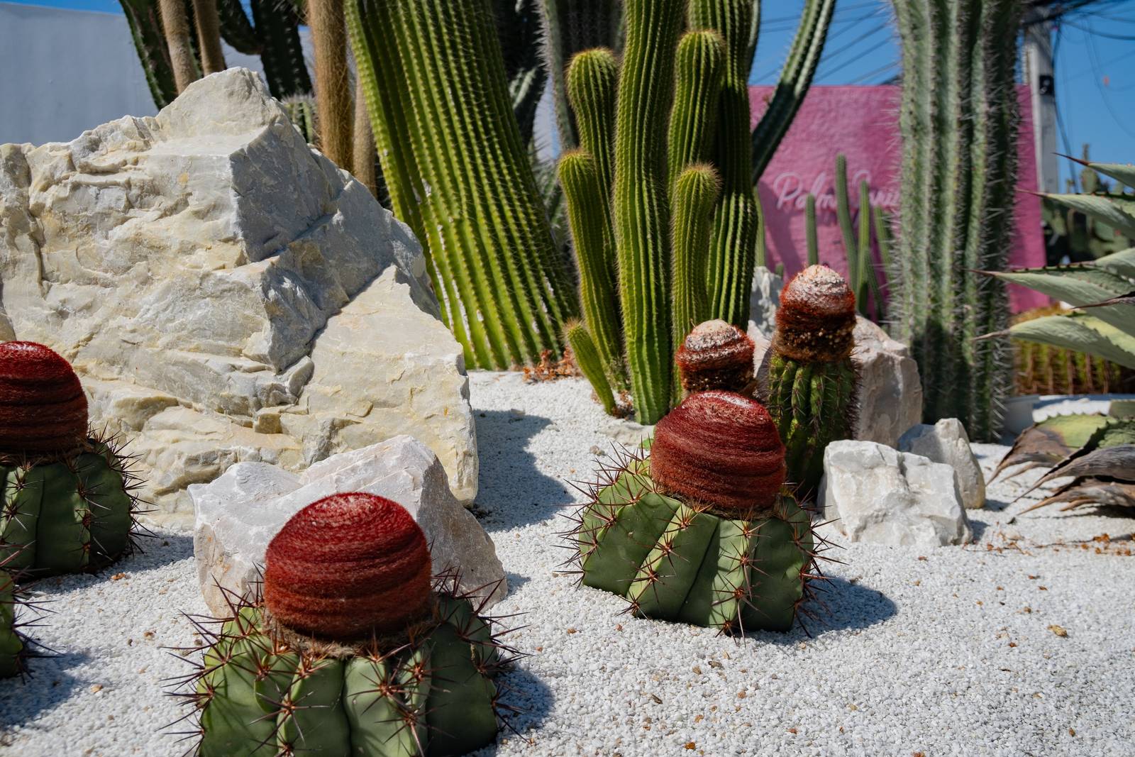 Melocactus in un giardino desertico. Melocactus in un giardino desertico.