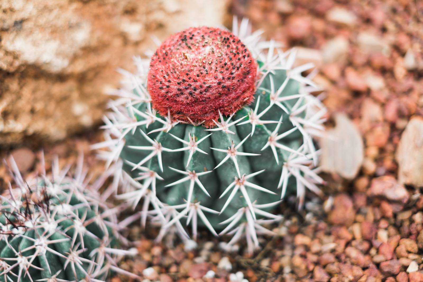 Il melocactus può vivere all'esterno in piena terra sono in determinati climi. Il melocactus può vivere all'esterno in piena terra sono in determinati climi.