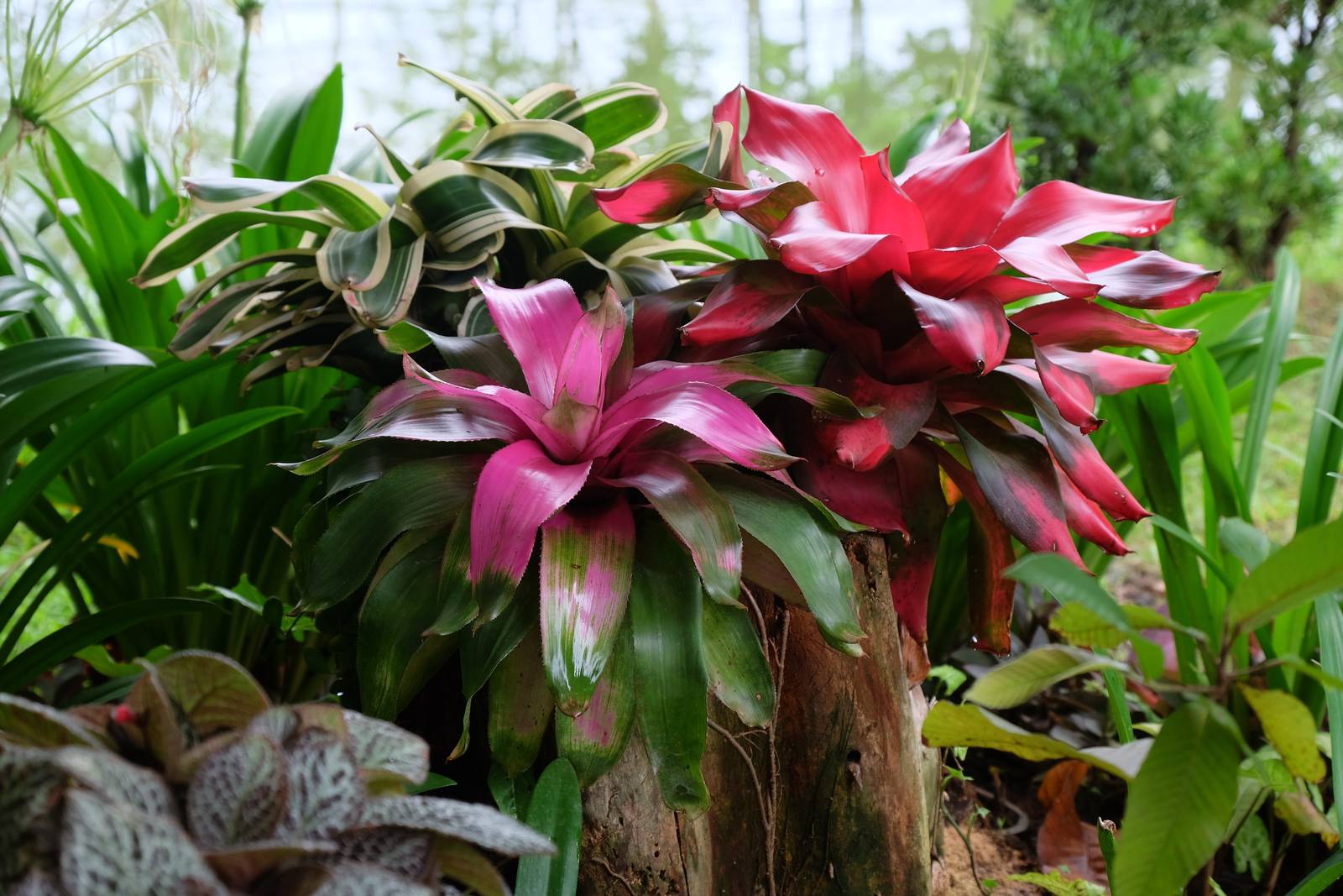 La neoregelia fiorisce una sola volta nella vita, ma è evento piuttosto raro nel nostro Paese. La neoregelia fiorisce una sola volta nella vita, ma è evento piuttosto raro nel nostro Paese.