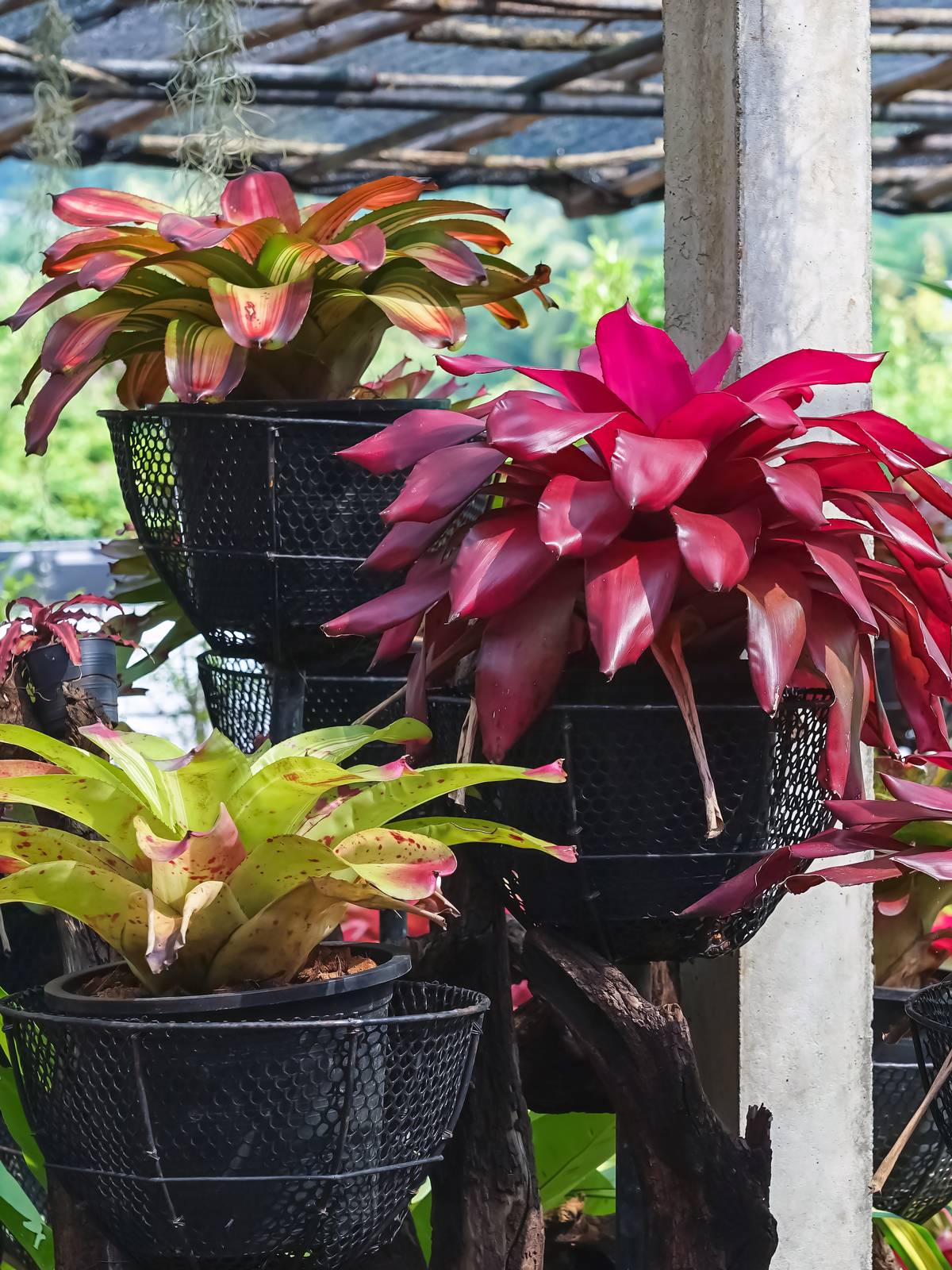 Neoregelia in vaso Neoregelia in vaso