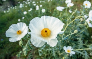 Sebbene nell'immaginario il papavero sia un fiore dai petali rossi, non mancano varietà color bianco candido.