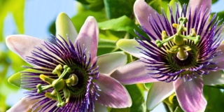 Passiflora