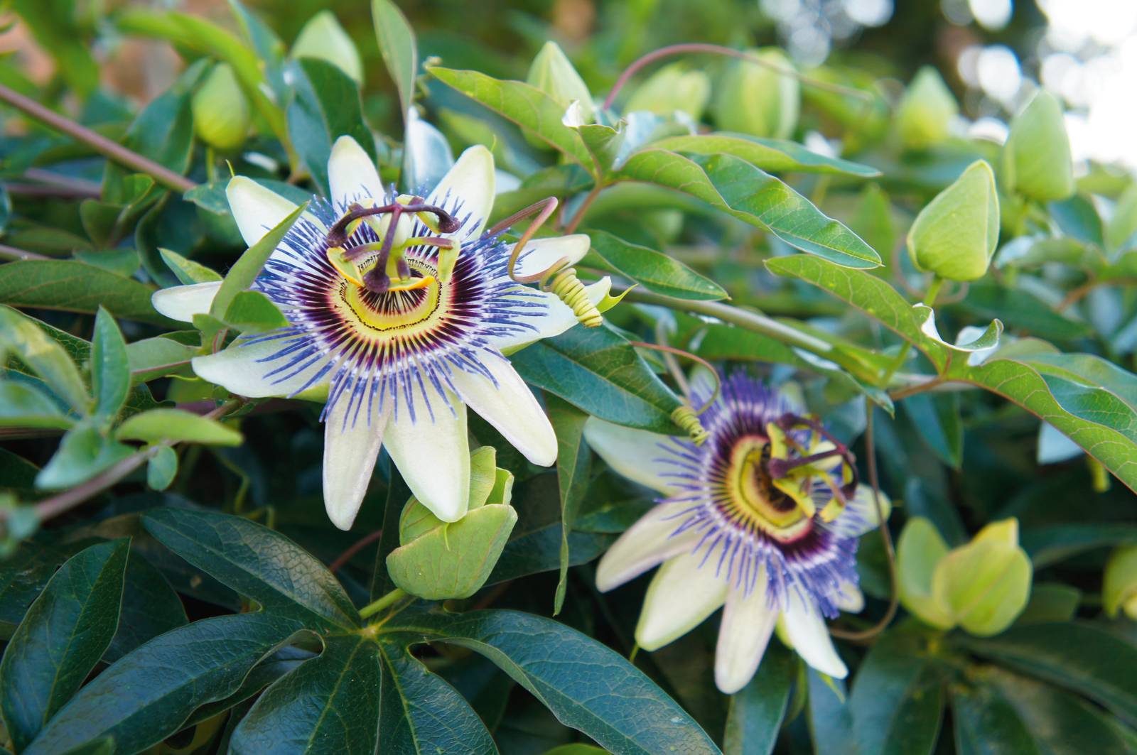 Passiflora caerulea dalle caratteristiche infiorescenze bianche e violetto.