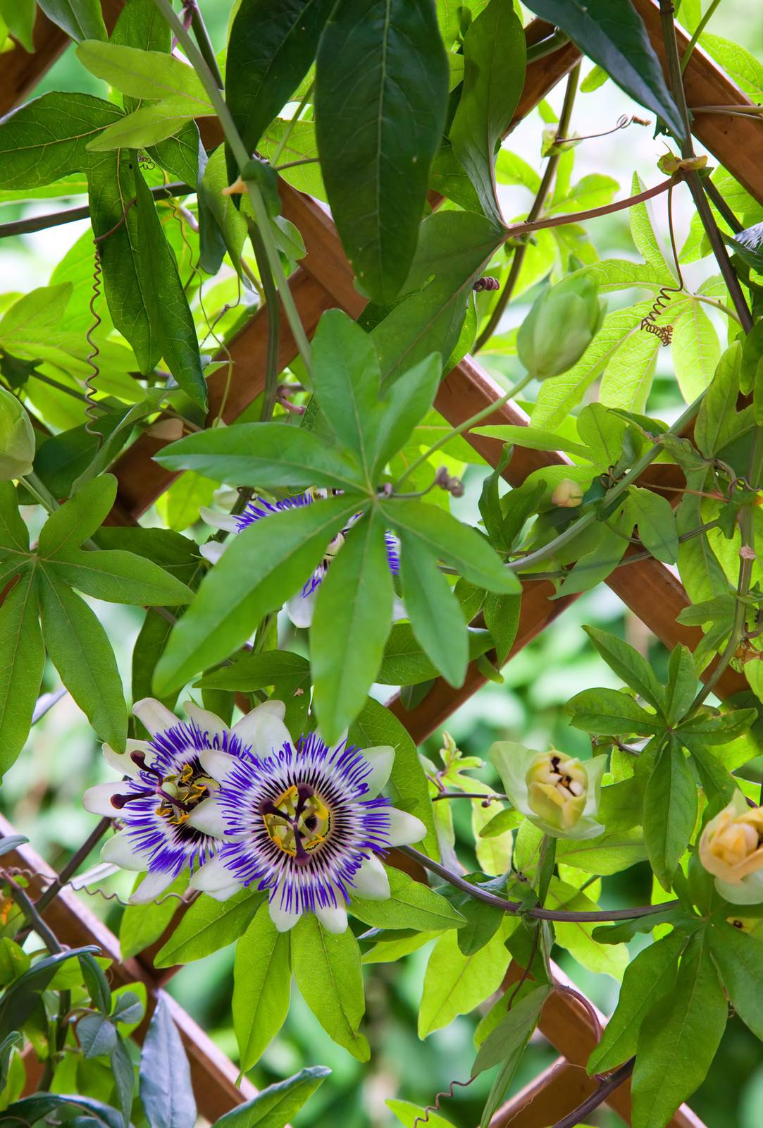 La passiflora è una splendida pianta rampicante che ha bisogno di sostegni cui aggrapparsi.