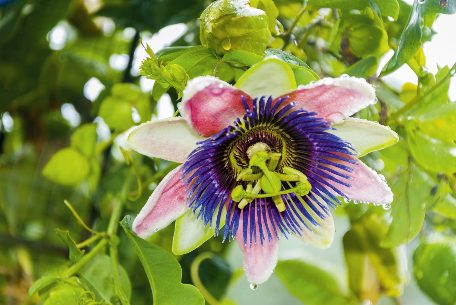 La passiflora produce grandi fiori ermafroditi solitari con la corolla formata da sepali e petali, una raggiera completa di filamenti, stilo centrale elevato con tre stigmi e stami evidenti.