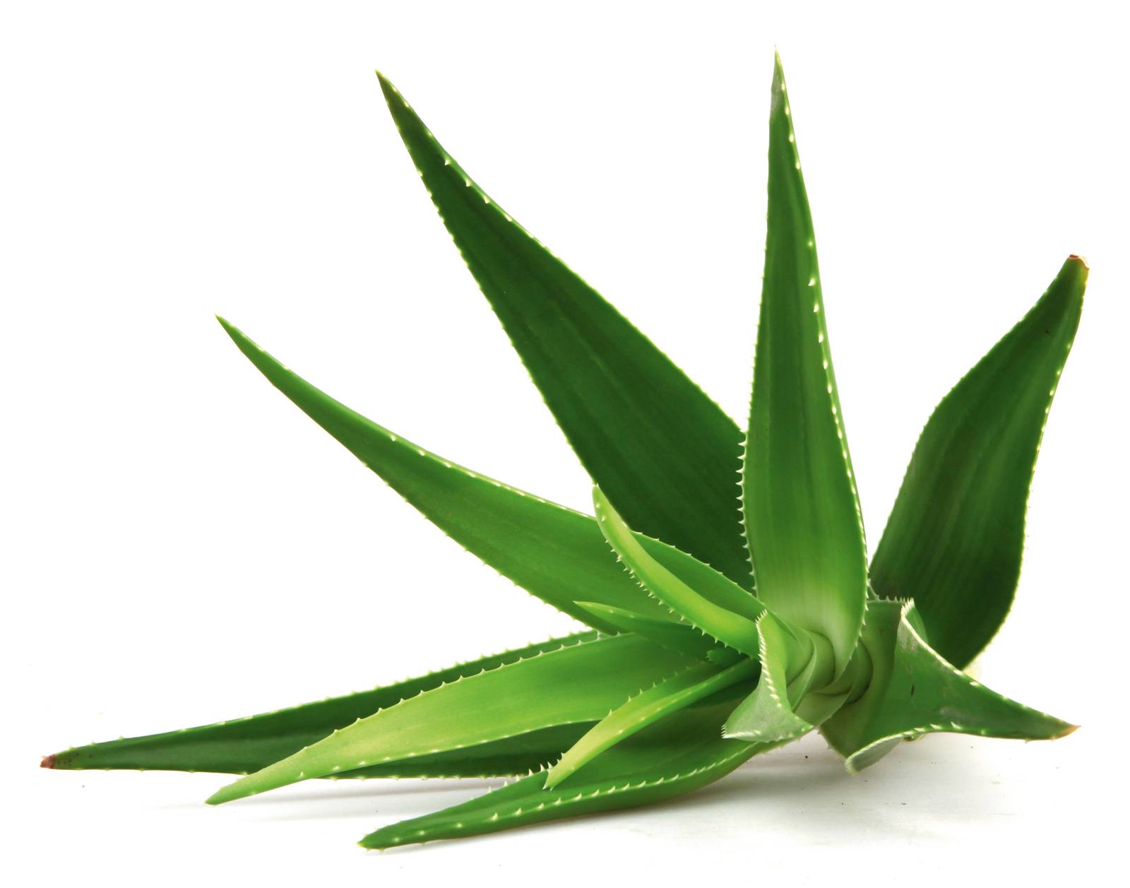 L'aloe è una pianta piuttosto rustica e se coltivata correttamente non presenta problemi sanitari ricorrenti.