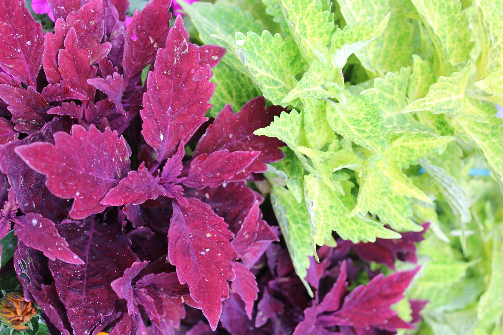Le piante di coleus sono perfette per creare aiuole variamente colorate. Le piante di coleus sono perfette per creare aiuole variamente colorate.