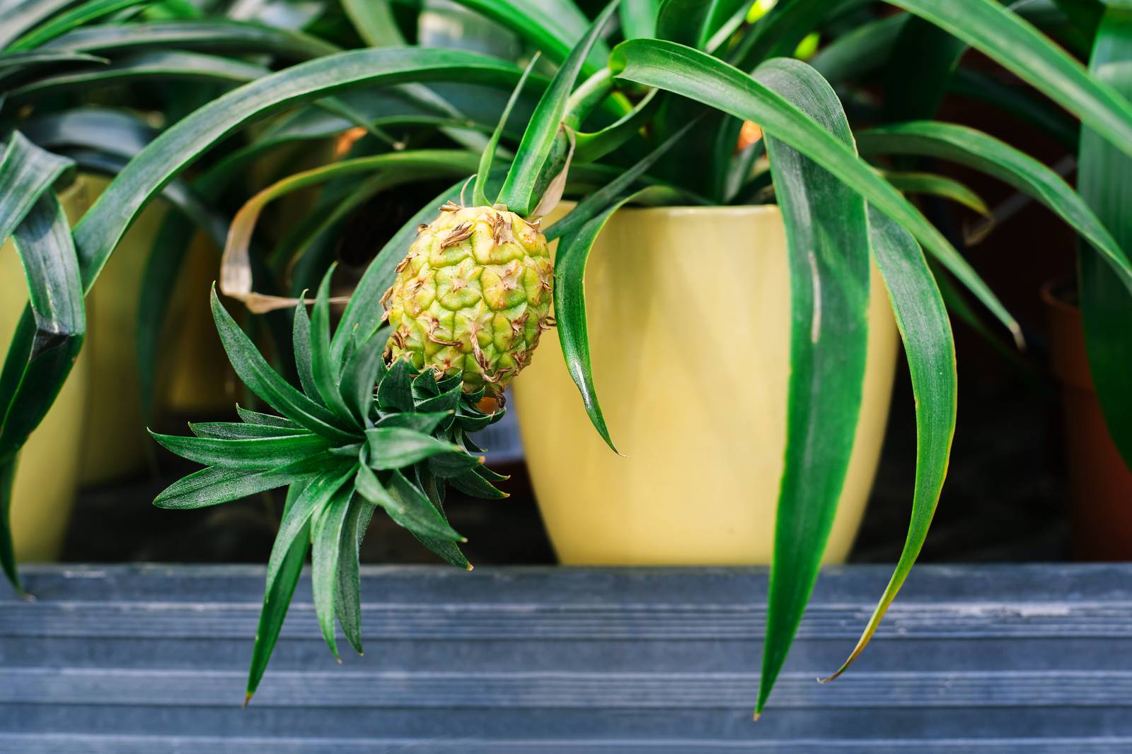 Il frutto di ananas maturo è molto pesante, per questo può essere utile dotare la pianta di tutore.