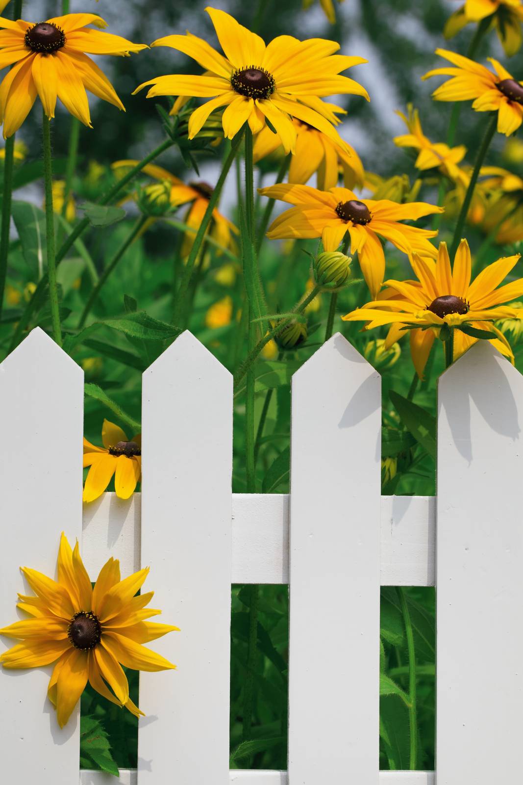 La rudbeckia ha bisogno di pieno sole per fiorire, o al massimo mezz'ombra. La rudbeckia ha bisogno di pieno sole per fiorire, o al massimo mezz'ombra.