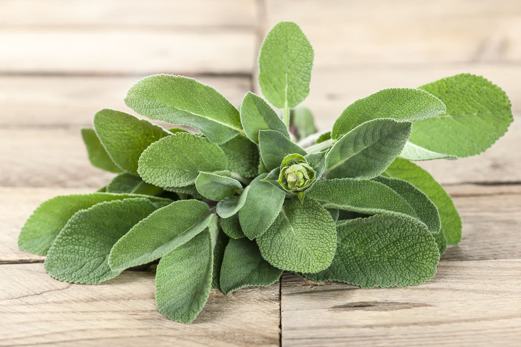 I rametti di salvia si colgono al mattino presto, quando è più alta la concentrazione di oli essenziali. I rametti di salvia si colgono al mattino presto, quando è più alta la concentrazione di oli essenziali.