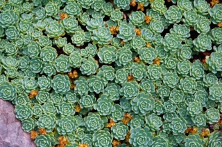 Sedum