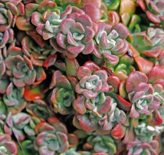 Sedum spathulifolium Purpureum. Sedum spathulifolium Purpureum.