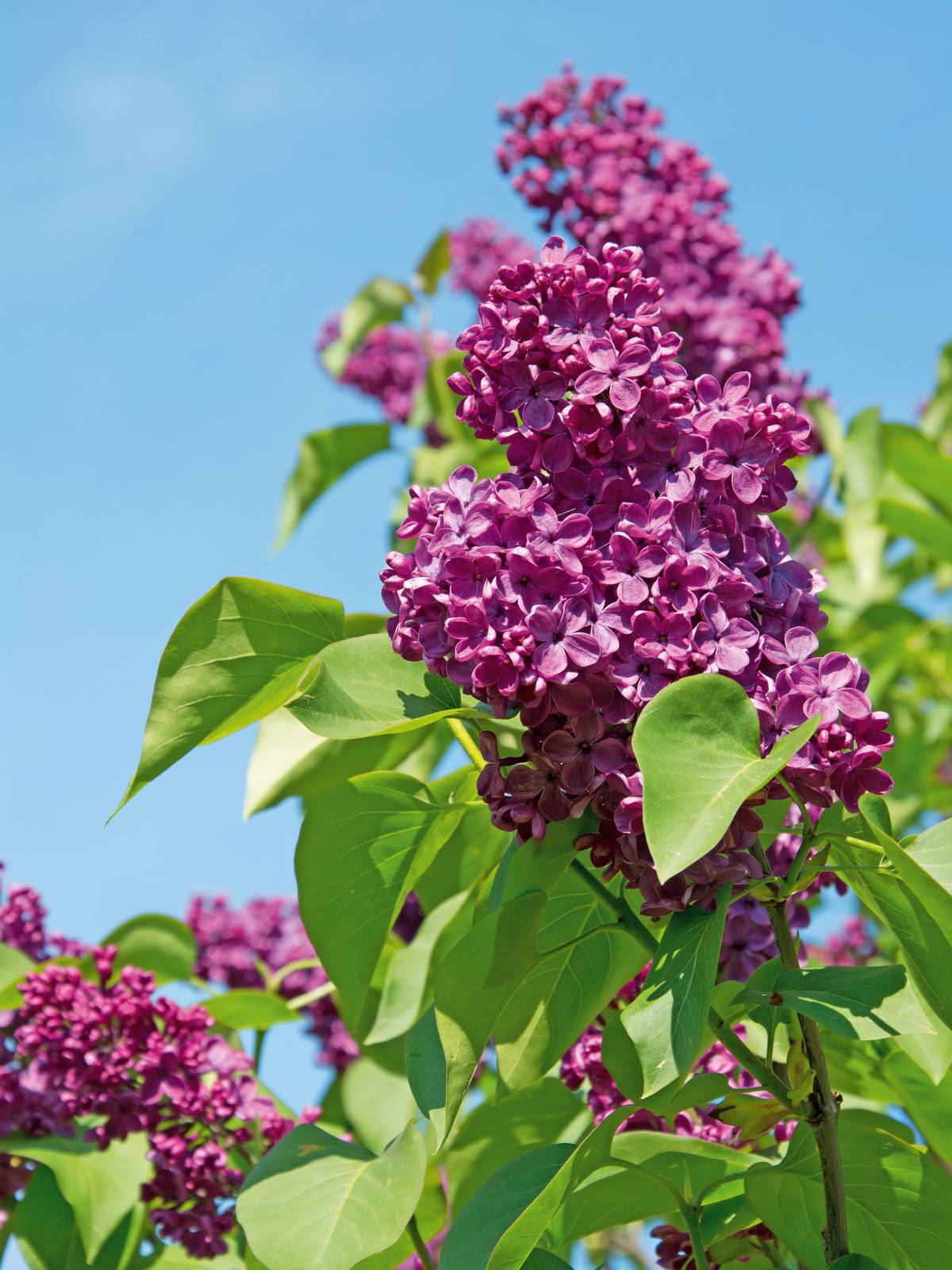 Il lillà presenta caratteristiche foglie cuoriformi di un bel verde chiaro. Il lillà presenta caratteristiche foglie cuoriformi di un bel verde chiaro.