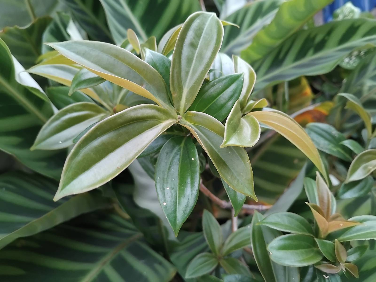 L'esposizione giusta per la siderasis è la mezz'ombra. L'esposizione giusta per la siderasis è la mezz'ombra.