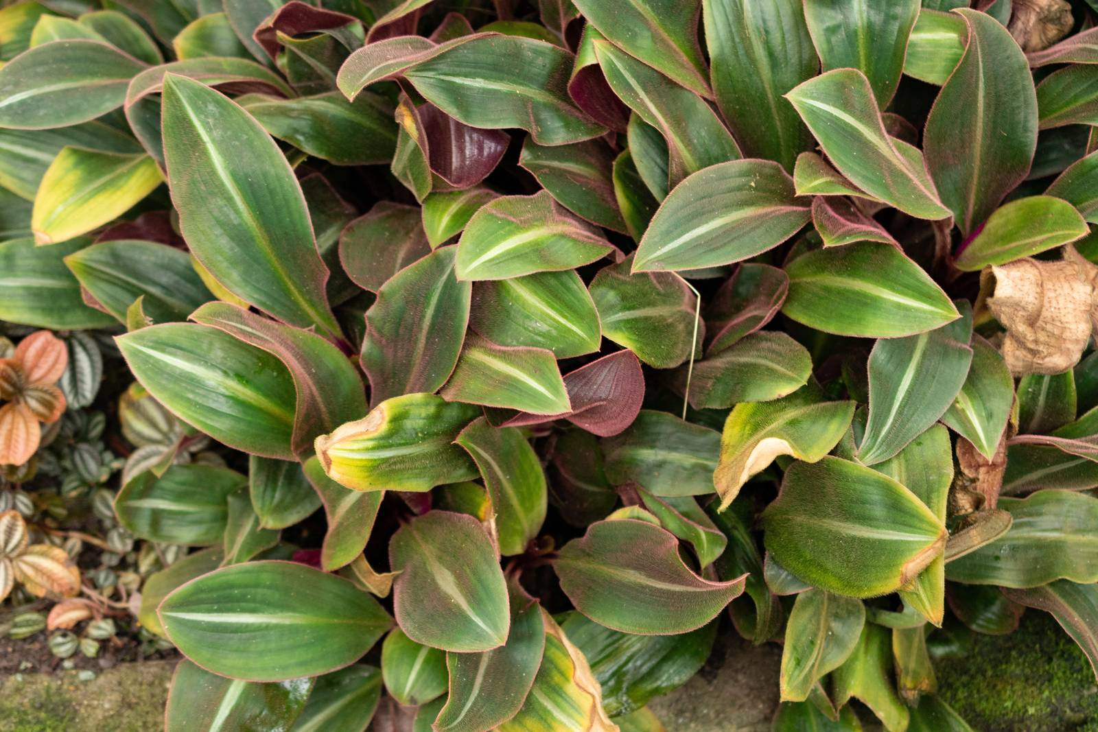 Saint,,Gallen,,Switzerland,,February,10,,2024,Siderasis,Fuscata,Or,Bears Saint,,Gallen,,Switzerland,,February,10,,2024,Siderasis,Fuscata,Or,Bears