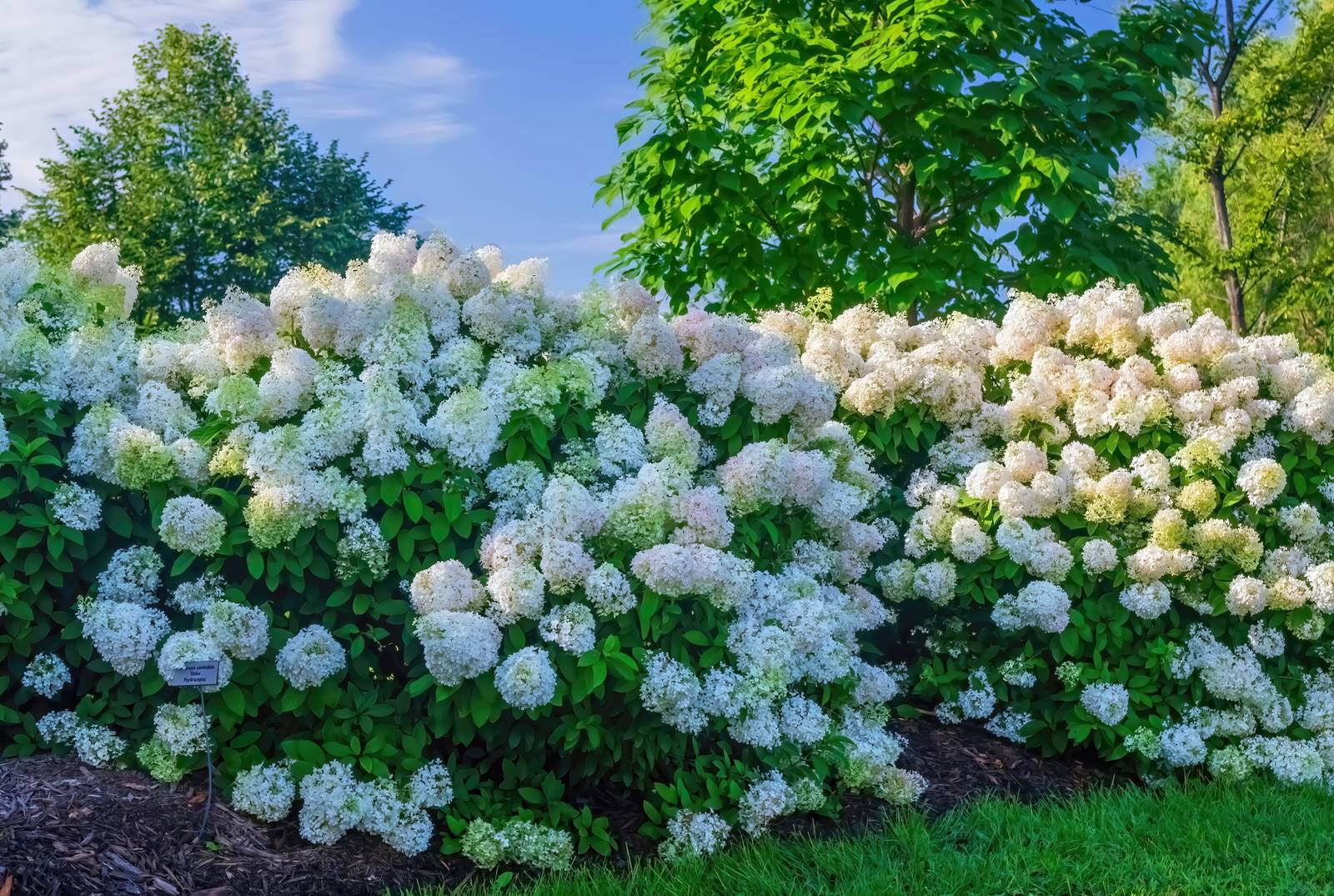 Con il viburno è possibile creare un "muro" naturale ai confini delle proprietà. Con il viburno è possibile creare un "muro" naturale ai confini delle proprietà.