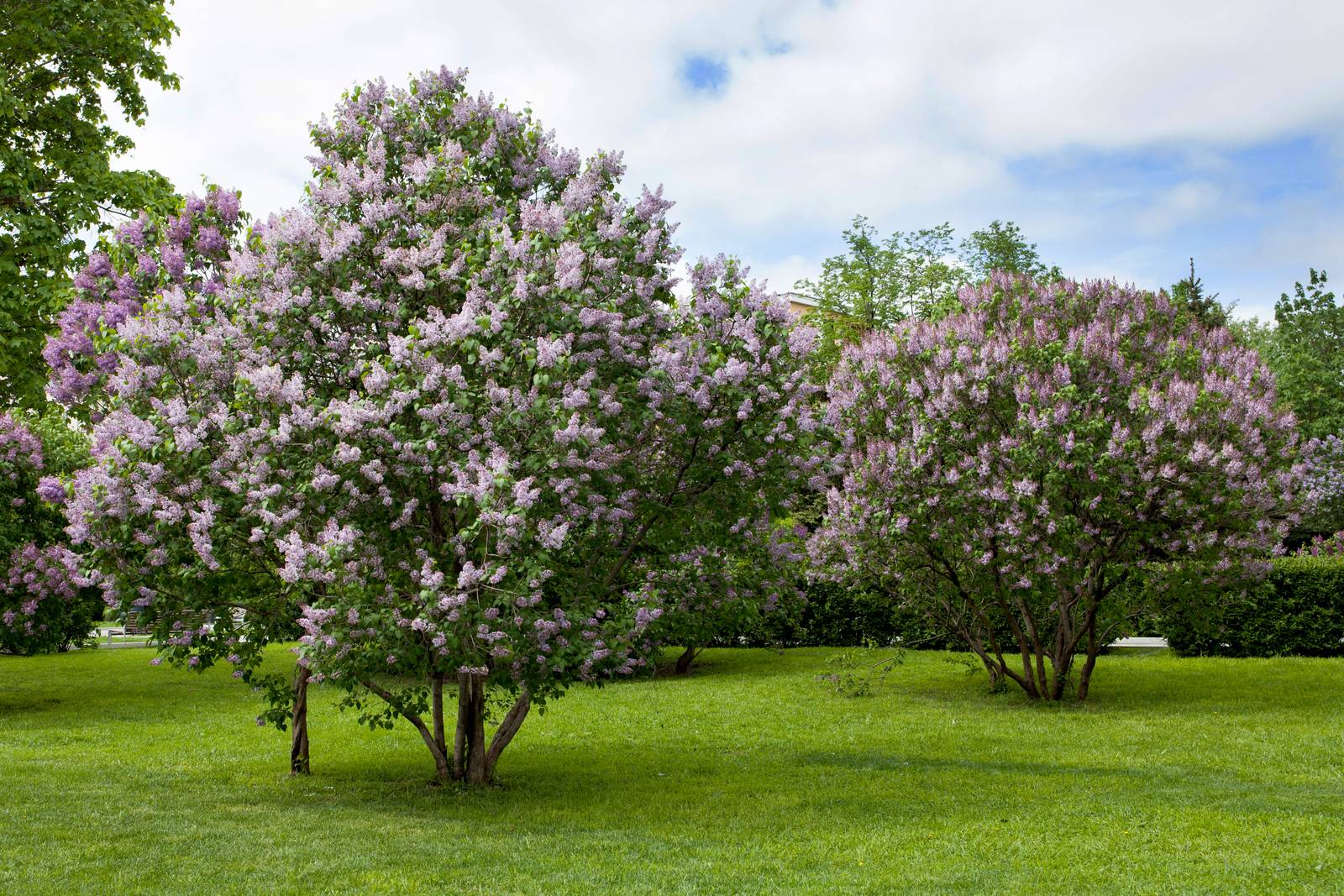 Il lillà forma piccoli alberelli o cespugli di grande rusticità, a dispetto dell'apparenza molto delicata dei fiorellini. Il lillà forma piccoli alberelli o cespugli di grande rusticità, a dispetto dell'apparenza molto delicata dei fiorellini.