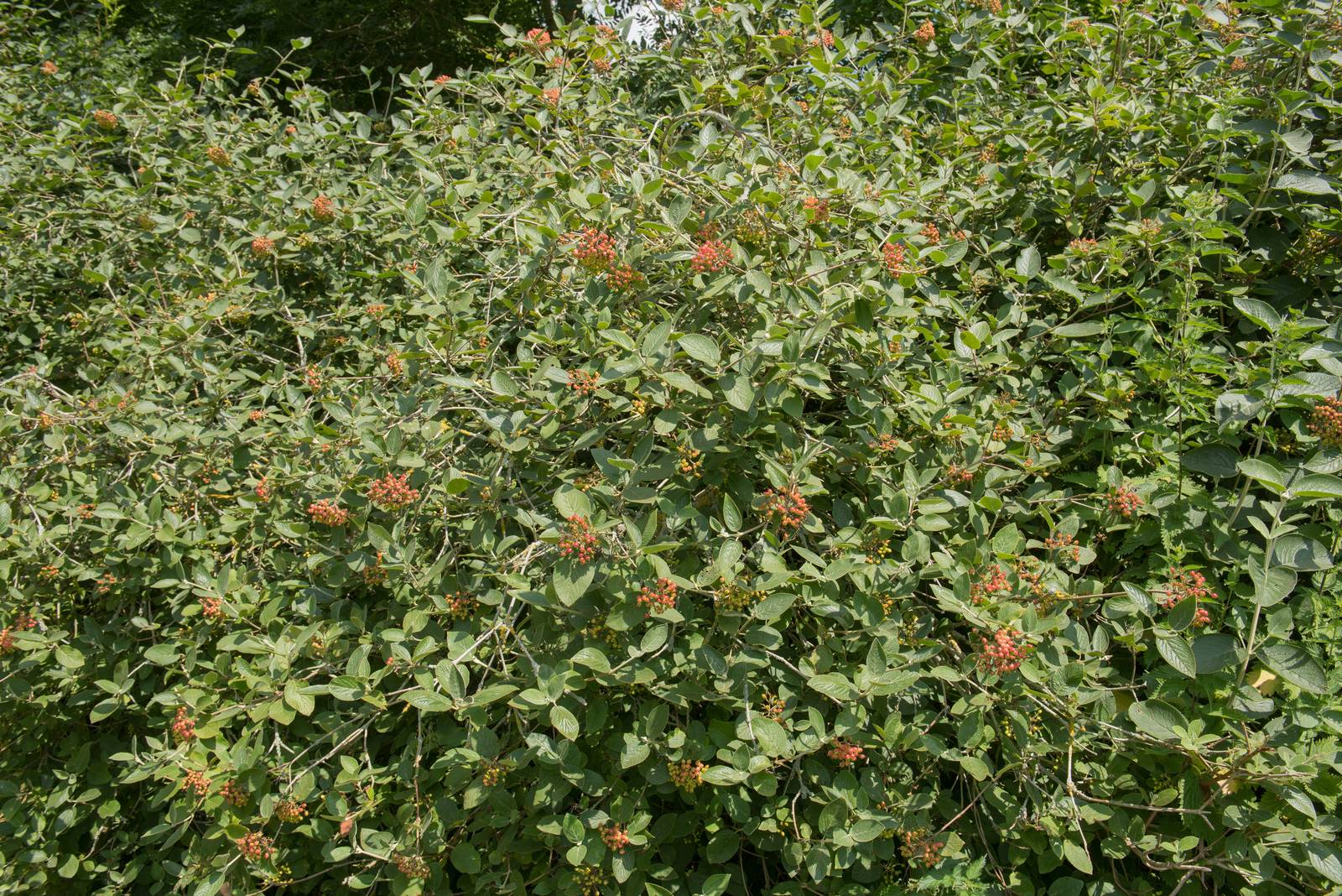 La lantana è pianta dalla grande adattabilità, ma preferisce i luoghi freschi con esposizione soleggiata. La lantana è pianta dalla grande adattabilità, ma preferisce i luoghi freschi con esposizione soleggiata.