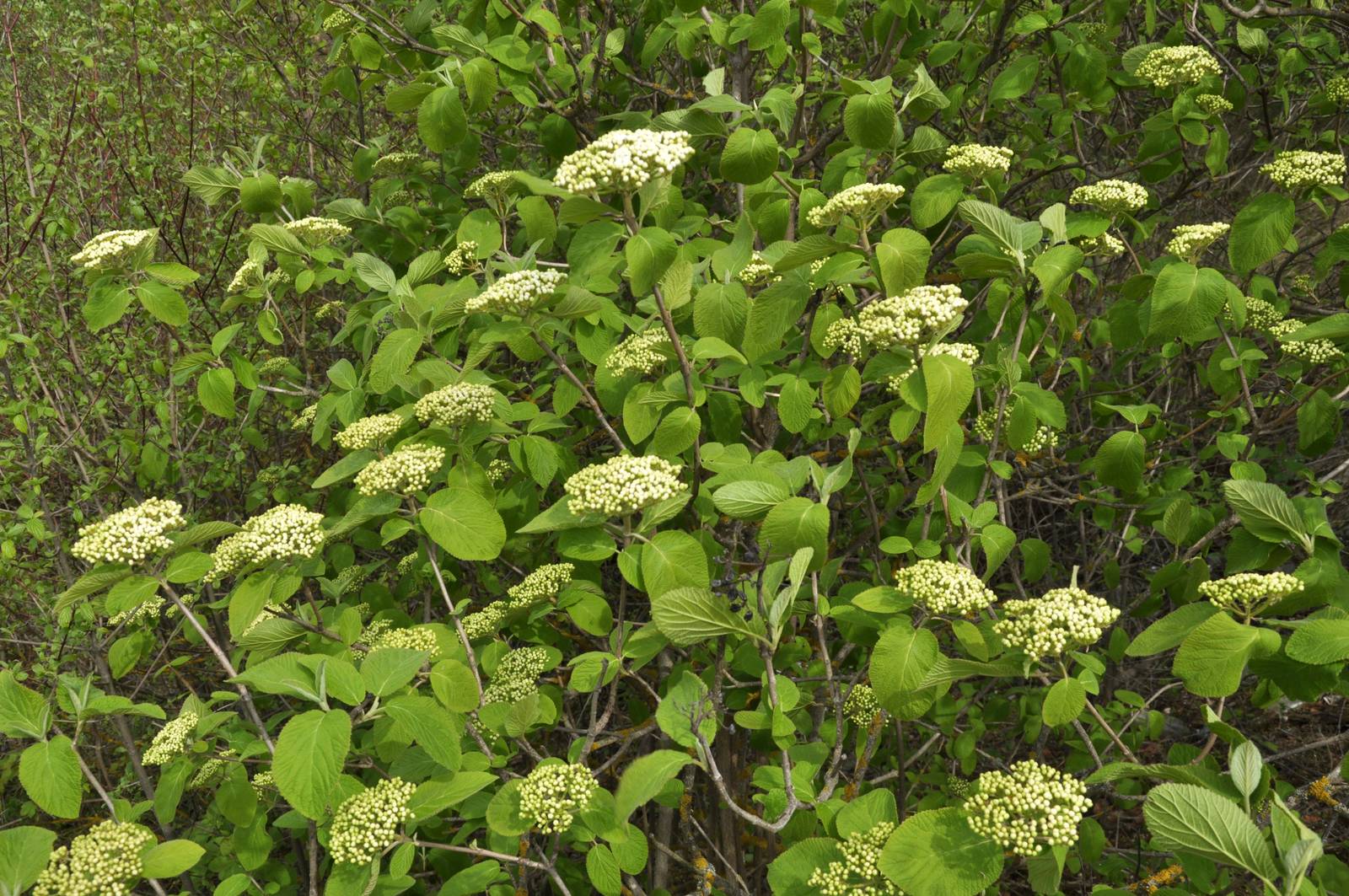 La lantana può crescere sia come esemplare isolato, sia all'interno di folte siepi a delimitazione della proprietà. La lantana può crescere sia come esemplare isolato, sia all'interno di folte siepi a delimitazione della proprietà.