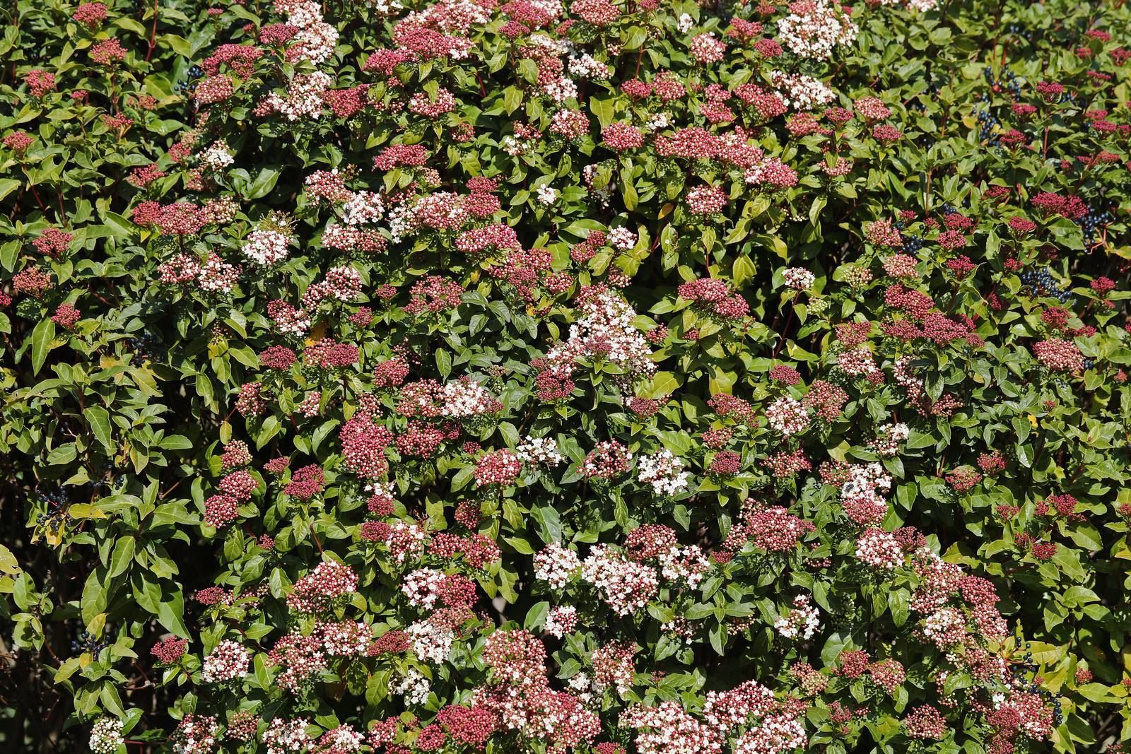 Un'intera siepe realizzata con viburnum tinus. Un'intera siepe realizzata con viburnum tinus.